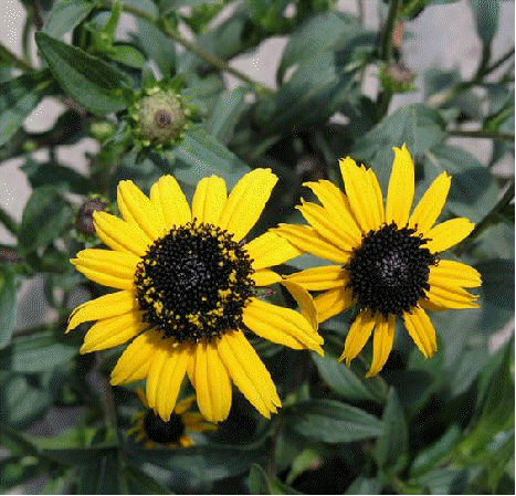 Rudbeckia 'Early Bird Gold'