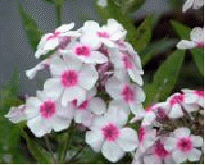 Phlox 'Early Star'
