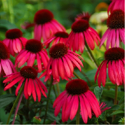 Coneflower 'Twilight'