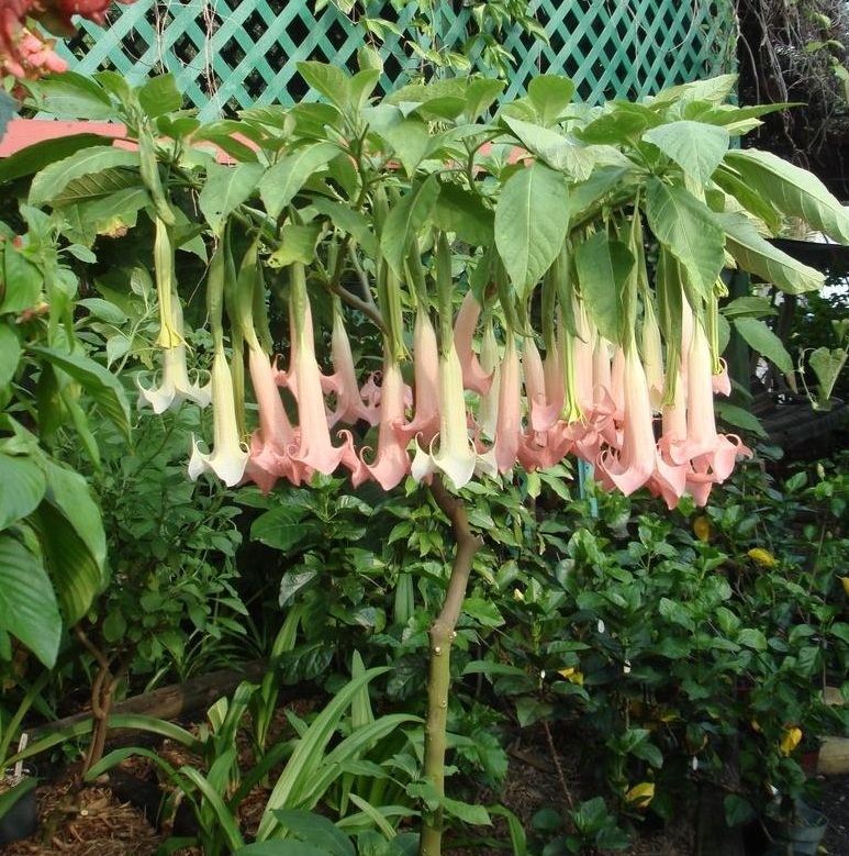 Angel's Trumpet 'Ecuador Pink'