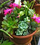 Eight inch Succulent Dish Garden