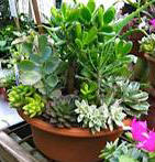 Succulent Dish Garden 11"