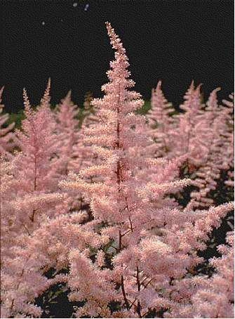 Astilbe 'Elizabeth Bloom'
