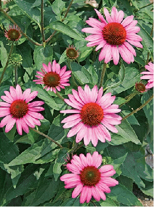 Echinacea 'Elton Knight'