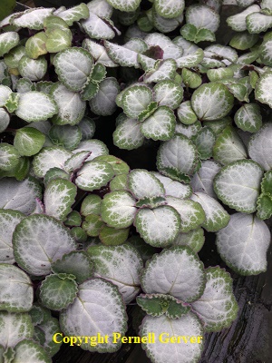 Emerald Lace Swedish Ivy