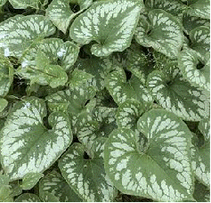 Brunnera 'Emerald Mist'