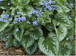 Brunnera 'Emerald Mist'