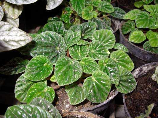 Peperomia 'Emerald Ripple'