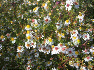 Heath aster 'Enchantress'