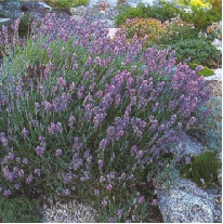 English Lavender - the most widely-grown type of Lavender