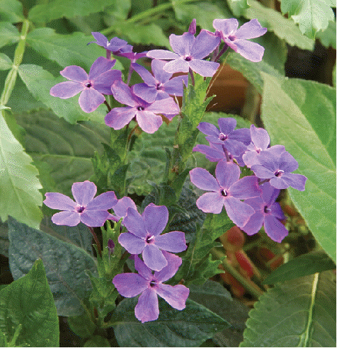 Eranthemum watii