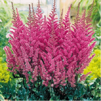 Astilbe 'Erika'