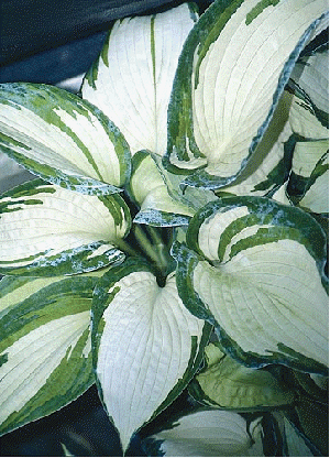 Hosta 'Eskimo Pie'