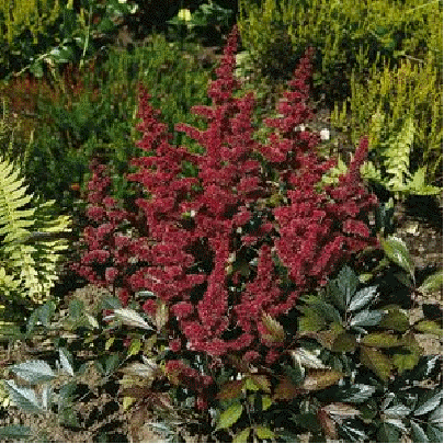 Astilbe 'Etna'