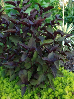 Eupatorium Chocolate