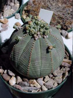 Baseball Euphorbia