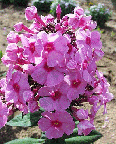 Phlox 'Eva Cullum'