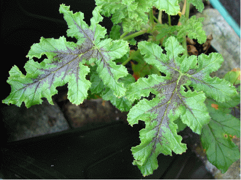 Fair Ellen Scented Geranium, Pelargonium quercifolium 'Fair Ellen'