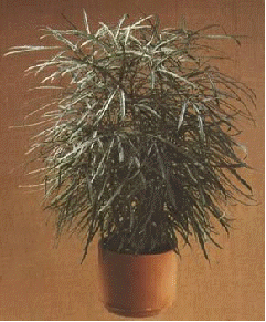 False aralia, Dizygotheca elegantissima