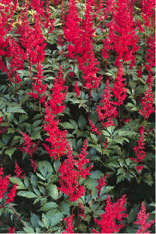 Astilbe 'Fanal'