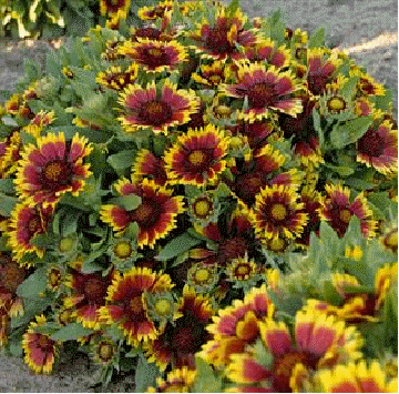 Gaillardia 'Fancy Wheeler'