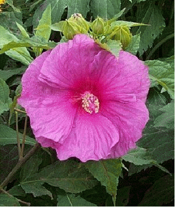 Hibiscus 'Fantasia'