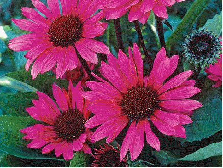Echinacea 'Fatal Attraction'