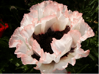 Oriental poppy 'Fatima'