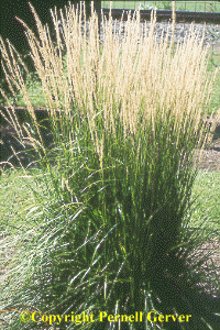 Feather reed grass