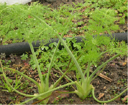 Fennel