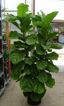Fiddleleaf Fig (Ficus lyrata)
