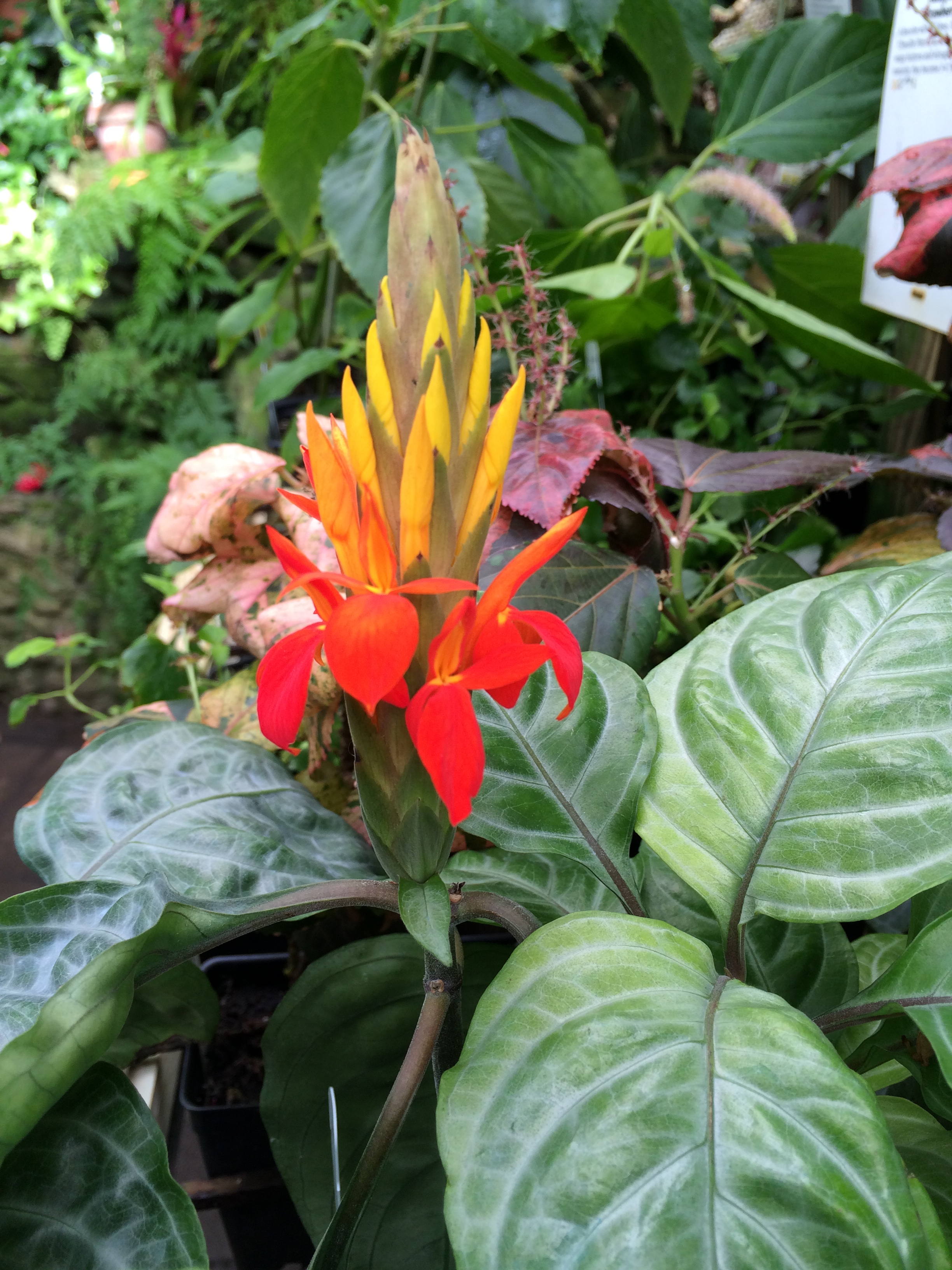 Fiery Spike (Aphelandra aurantiaca)