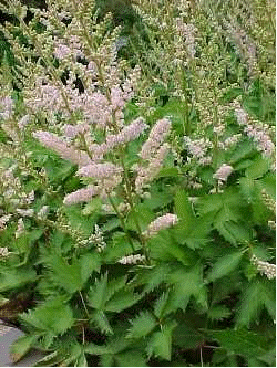 Astilbe 'Finale'