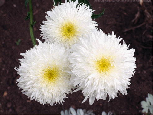 Shasta daisy 'Fiona Coghill'