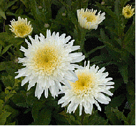 Shasta daisy 'Fiona Coghill'