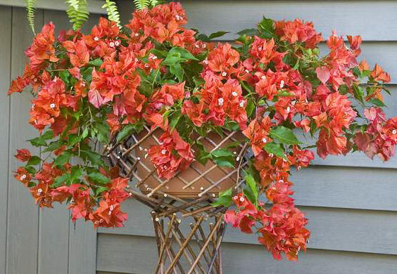 Bougainvillea 'Firecracker Red'