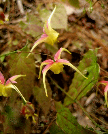Epimedium 'Fire Dragon'