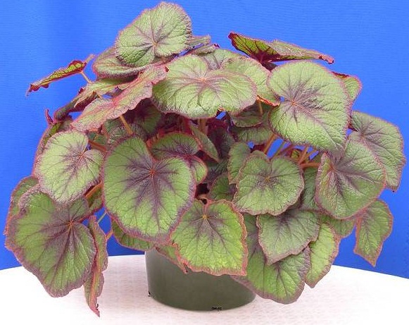 Begonia 'Fireflush'
