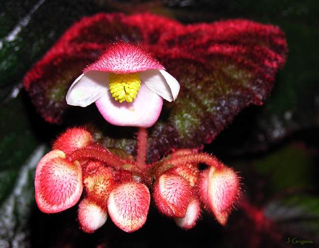 Begonia 'Fireflush' flowers
