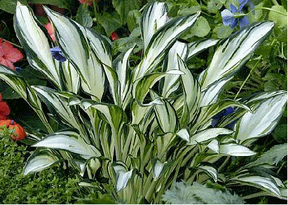Hosta 'Fireworks'