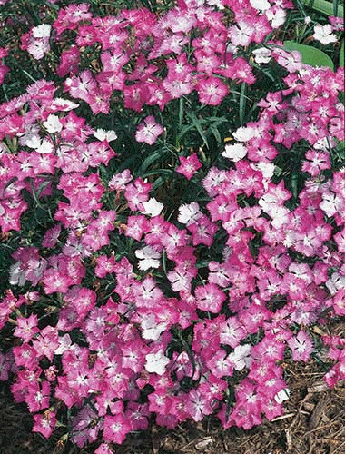 Dianthus 'First Love'