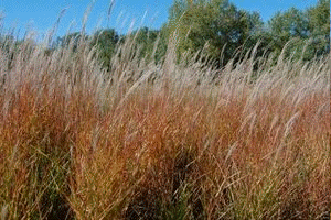 Flame Grass (Miscanthus sinensis 'Purpurascens')