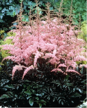 Astilbe 'Flamingo'