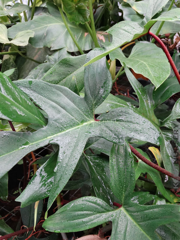 Philodendron 'Florida Beauty'