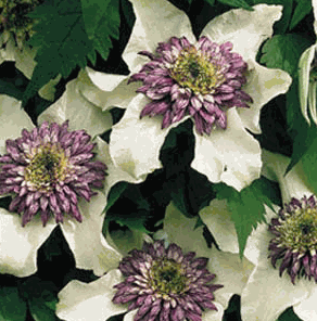 Clematis florida sieboldii