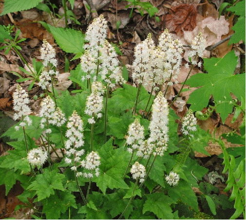 Foamflower
