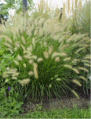 Fountain Grass