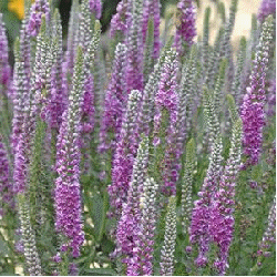 Veronica 'Foxy Lady'