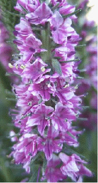 Veronica 'Foxy Lady'