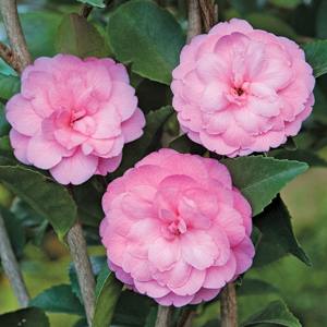 Camellia 'Fragrant Joy'